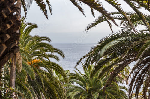 Mediterranean view between palms.