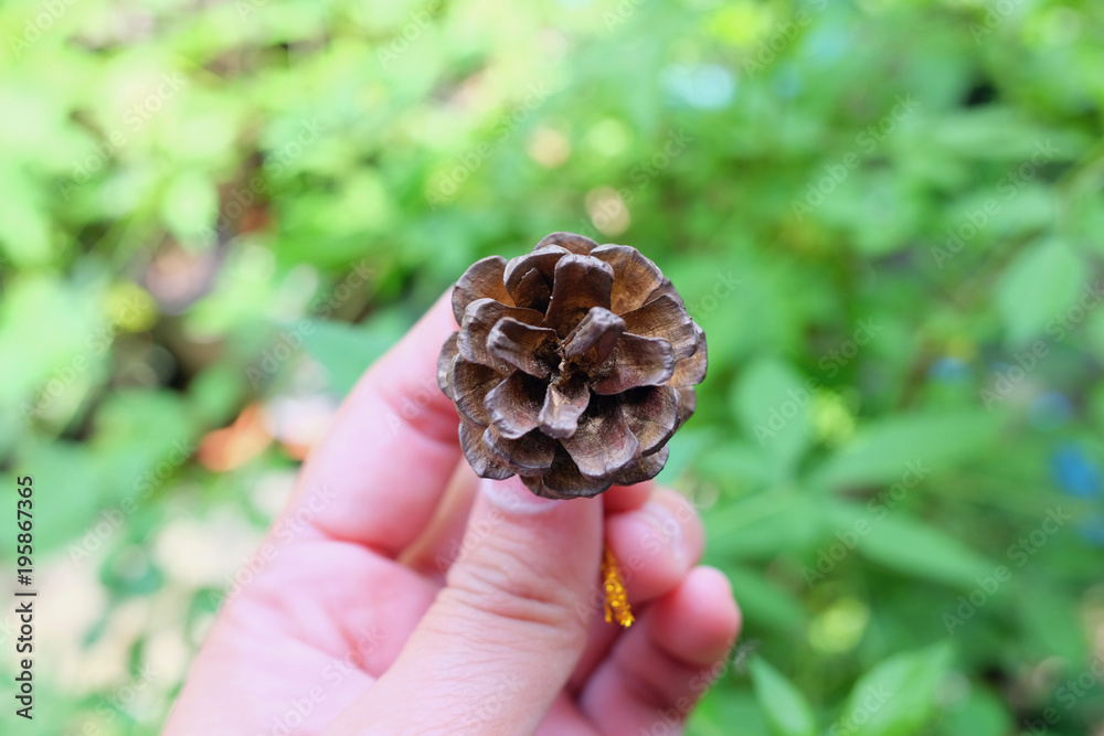 hand hold a Pines cone flower and pines tree with copy space hand hold a Pines cone flower and pines tree with copy space