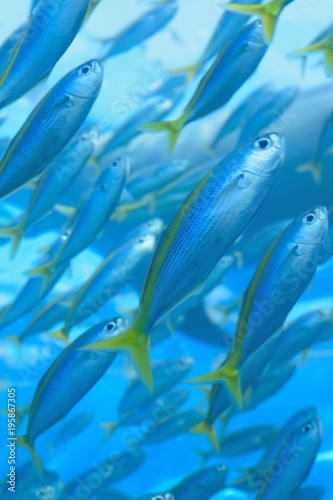 Nature background of Fish swimming in deep sea blue waters
