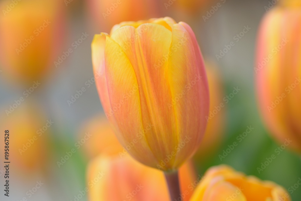 Macro texture vibrant colored spring Tulip flowers Macro texture vibrant colored spring Tulip flowers