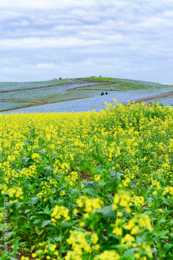 Yellow flower field with Nemophila background, back selective focus, Hitachi Seaside Park, Japan