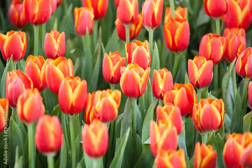 Tulip garden in Chiangmai flower festival 2018. Tulip garden in Chiangmai flower festival 2018.