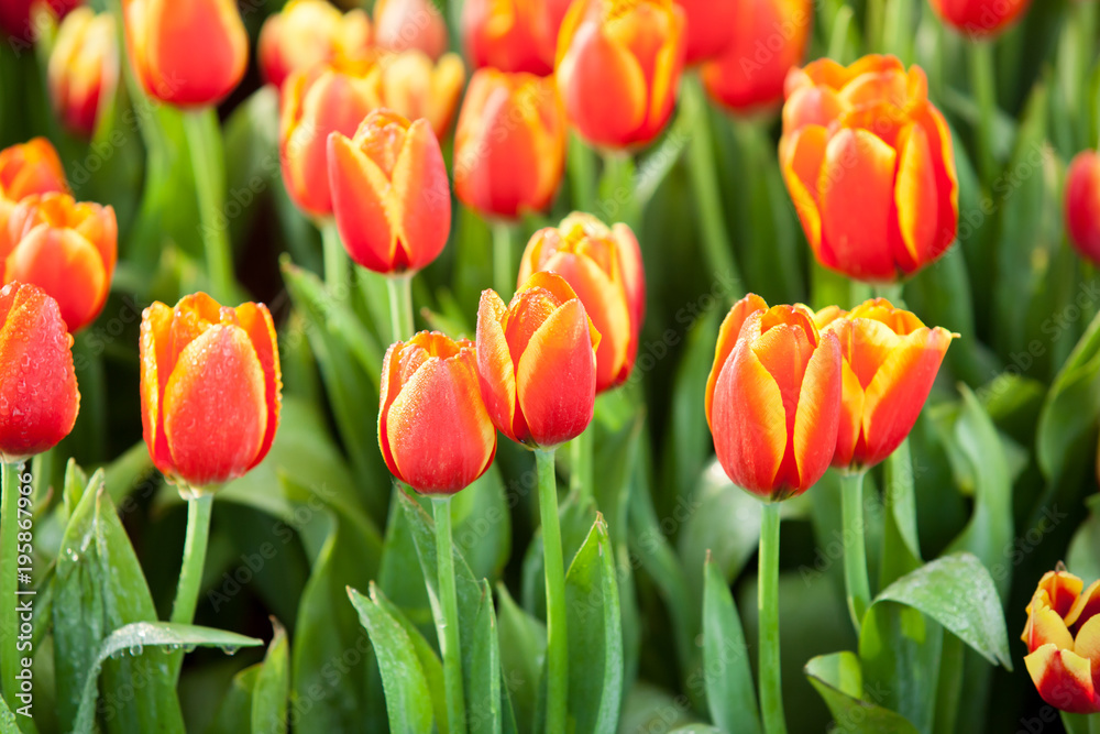 Tulip garden in Chiangmai flower festival 2018. Tulip garden in Chiangmai flower festival 2018.