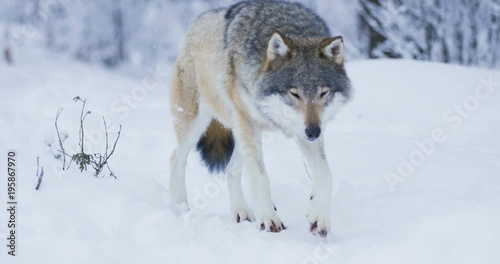 Beautiful wolf walking closer to camera in snowy winter landscape