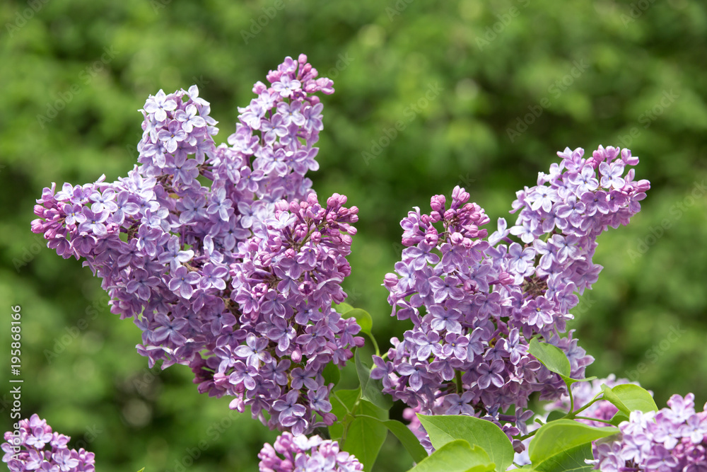 Obraz premium Blooming lilac in the spring garden