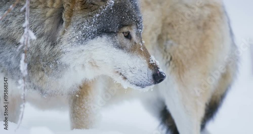 Close-up portrait of beautiful wolf in snowy winter landscape