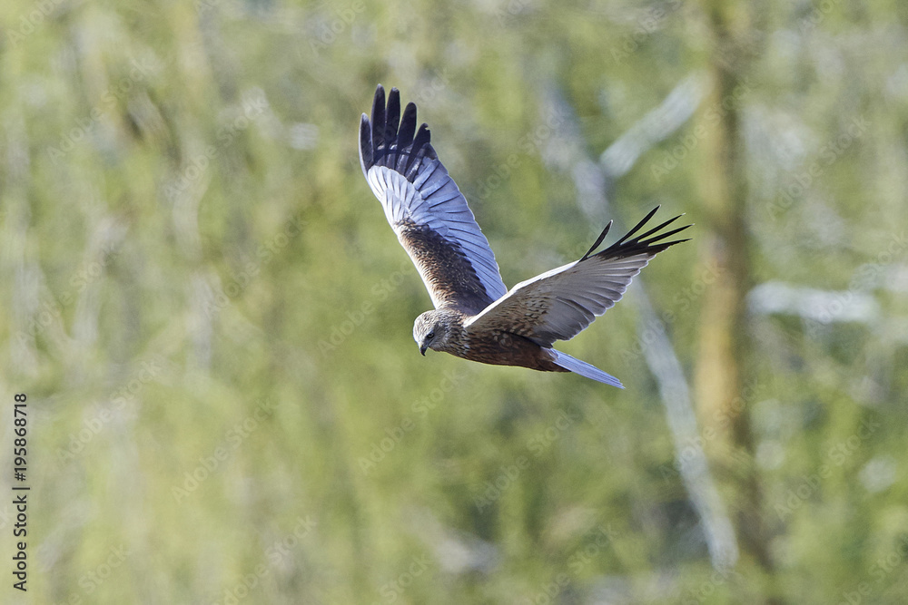 Western marsh harrier (Circus aeruginosus) Western marsh harrier (Circus aeruginosus)