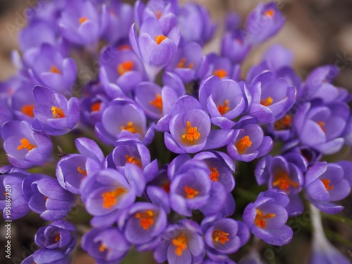 Fototapeta Naklejka Na Ścianę i Meble -  Frühlingsblumen - lila Krokusse blühen im Garten