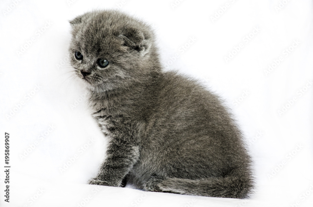 Small british kitten on a white background.