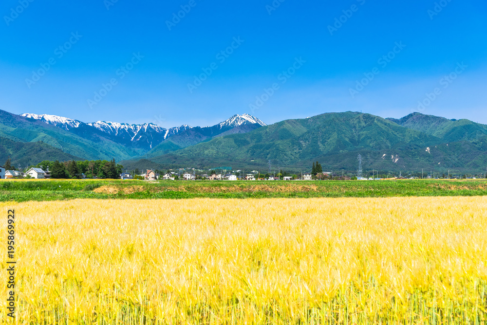 春の信州　常念岳と安曇野の麦畑
