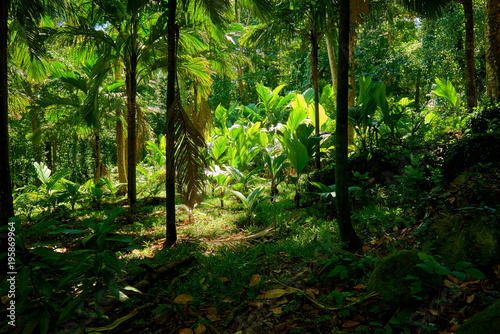 beautiful tropical forest of seychelles © LR Photographies
