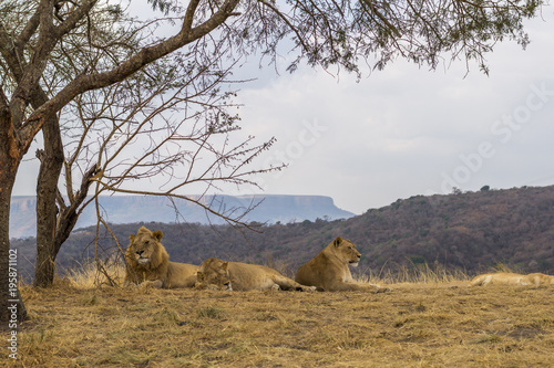 Lion Pride  photo