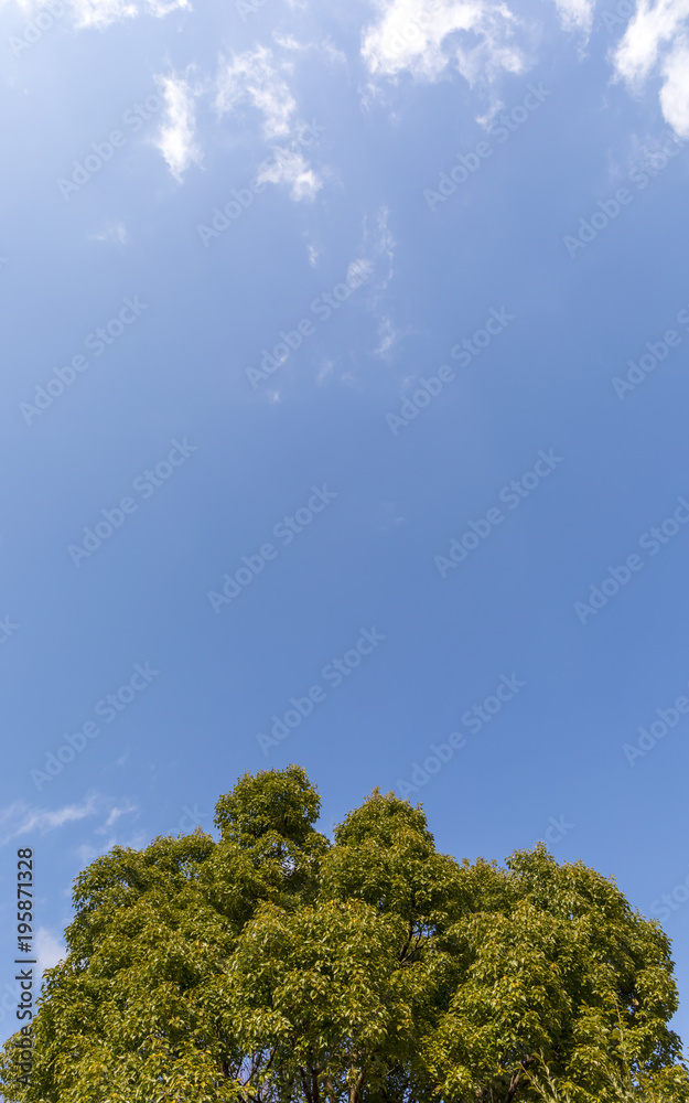 Obraz premium 青空と大きな木