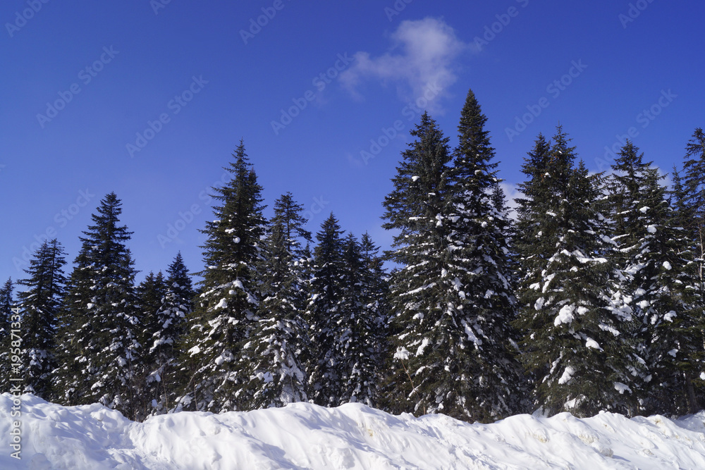 snow fir forest in winter snow fir forest in winter