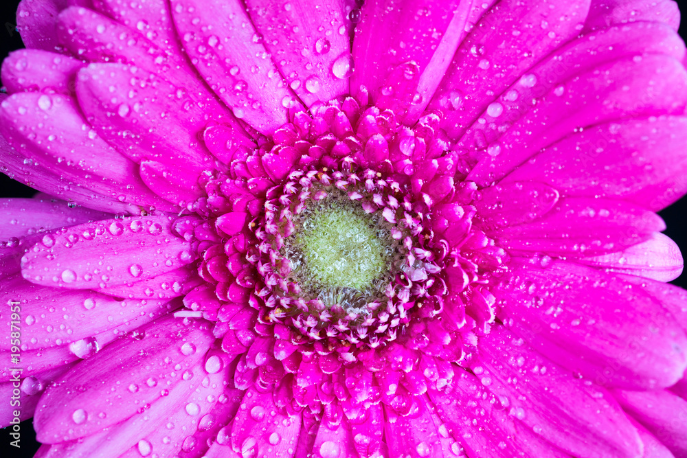 Violet-pink gerbera daisy 3 Violet-pink gerbera daisy 3