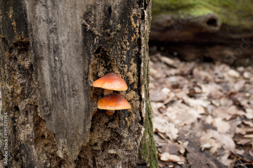 orange mushroom on wood