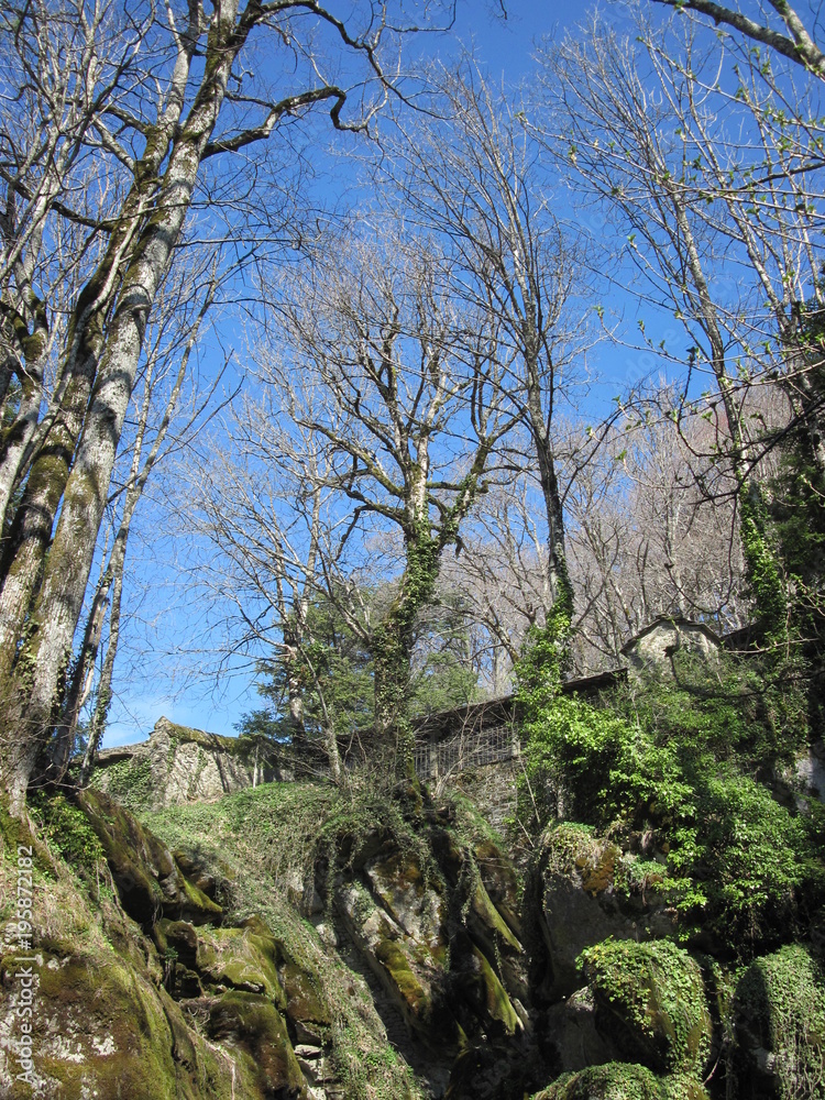 Antro roccioso con alberi contorti Antro roccioso con alberi contorti