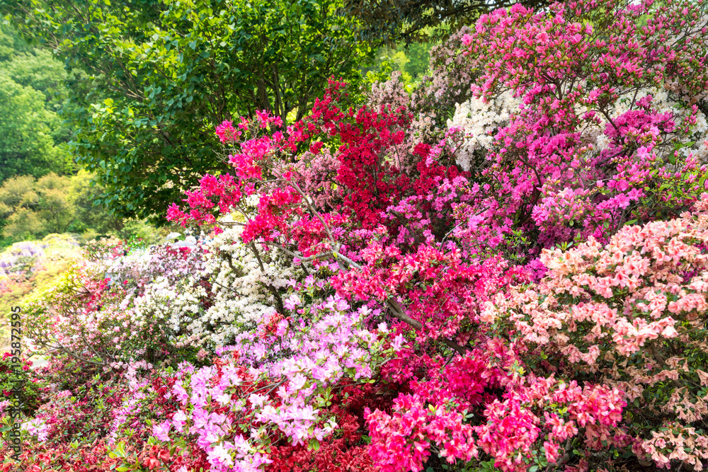 Bunte Azaleen Sträucher im Garten in voller Blüte