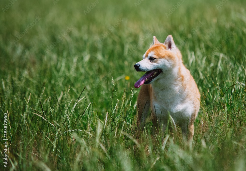 close up on shiba inu dog on grass