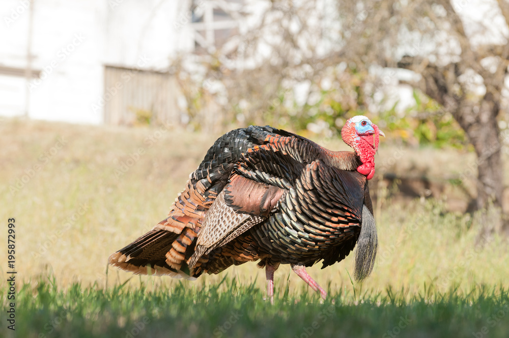 Fototapeta premium Tom turkey struting looking for a mate in the spring