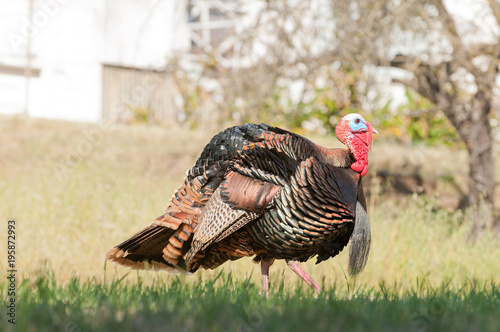 Tom turkey struting looking for a mate in the spring