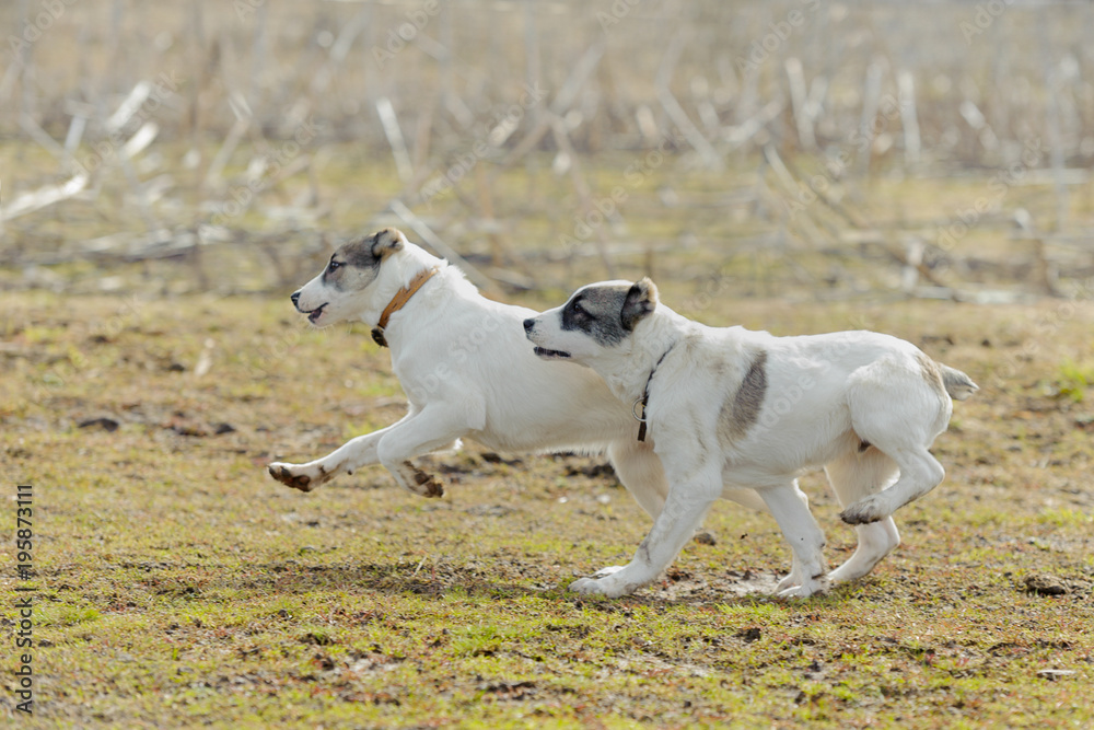 Puppies play and run against the background of grass Puppies play and run against the background of grass