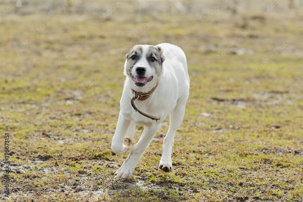 White puppy run against background of grass