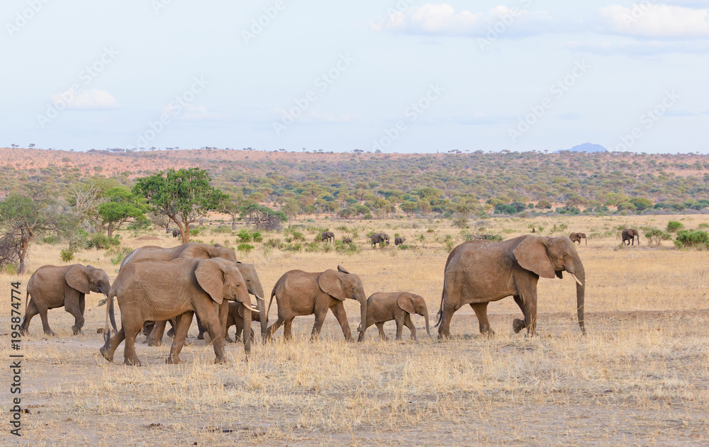 Closeup of African Elephant (scientific name: Loxodonta africana, or Closeup of African Elephant (scientific name: Loxodonta africana, or