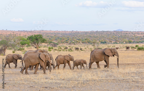 Closeup of African Elephant (scientific name: Loxodonta africana, or "Tembo" in Swaheli) image taken on Safari located in the Serengeti/Tarangire, Lake Manyara, Ngorogoro National park, Tanzania © Jeffrey Banke