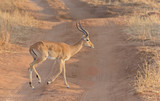 Closeup of Impala (scientific name: Aepyceros melampus, or 