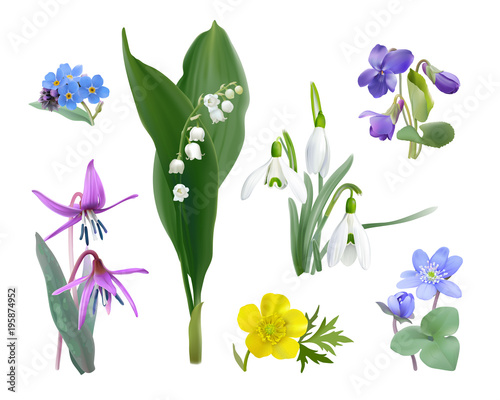 Fototapeta Naklejka Na Ścianę i Meble -  Spring forest flower set.
Wildflowers as Snowdrops, Trout lily, Violets,  Forget me not, Buttercup and Liverwort. Vector illustration, realistic style, white background. 
