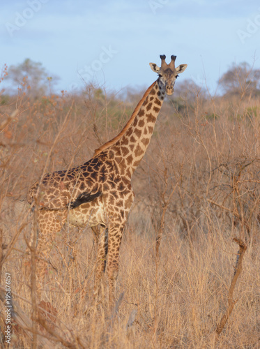 Closeup of Masai Giraffe (scientific name: Giraffa camelopardalis tippelskirchi or "Twiga" in Swaheli) n the Serengeti/Tarangire, Lake Manyara, Ngorogoro National park,Tanzania