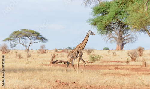 Closeup of Masai Giraffe (scientific name: Giraffa camelopardalis tippelskirchi or 