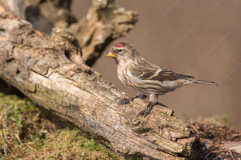 Mealy Redpoll in natural habitat Mealy Redpoll in natural habitat