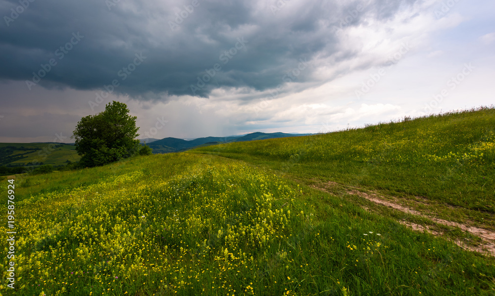 tree along the path through grassy meadow. grey rainy clouds approaching on a summer windy day tree along the path through grassy meadow. grey rainy clouds approaching on a summer windy day