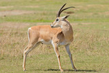 Closeup of Grant's Gazelle (scientific name: Gazella granti, robertsi or 