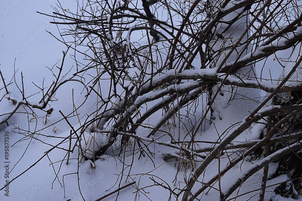 snow on tree branches cr2018darrelljbanks snow on tree branches cr2018darrelljbanks