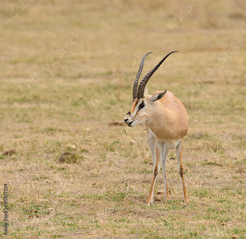 Closeup of Grant's Gazelle (scientific name: Gazella granti, robertsi or "Swala granti" in Swaheli) in the Ngorogoro National park, Tanzania