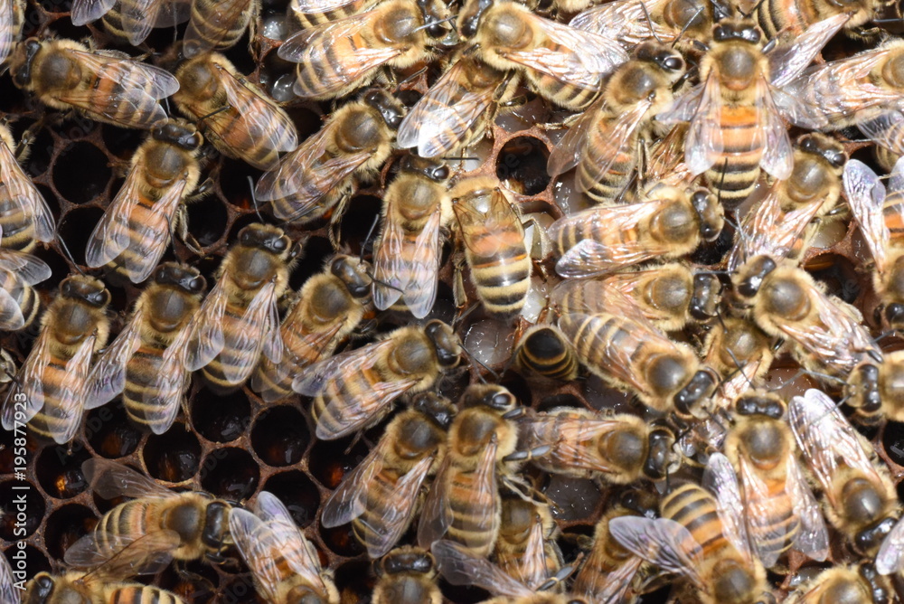 Bienen mit Larven Bienen mit Larven