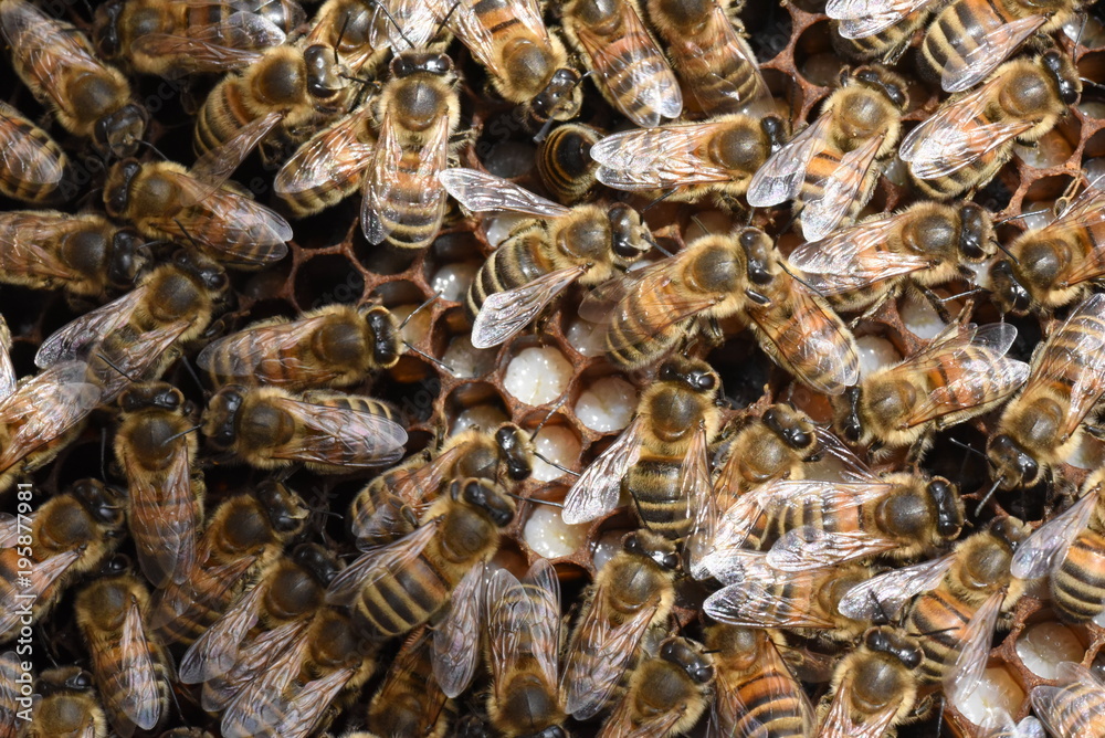 Bienen mit Laven Bienen mit Laven