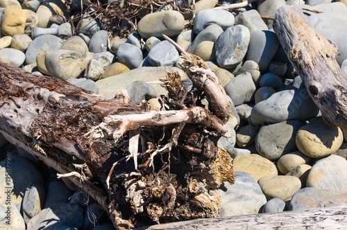 driftwood, washed up by the sea on a pebble beach