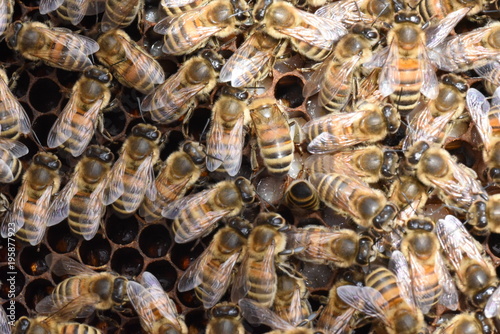 Bienen mit Larven