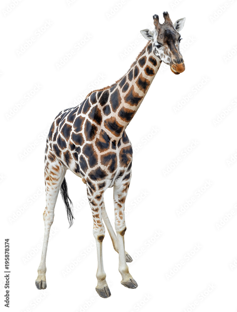 Young giraffe standing full length isolated on white background. Funny walking giraffe close up. Zoo animals isolated.