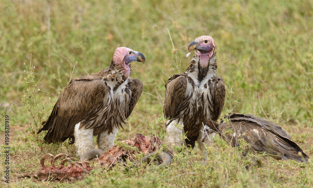 Fototapeta premium Lappet-faced Vultures (Torgos tracheliotos) picking on a carcass on the Serengeti
