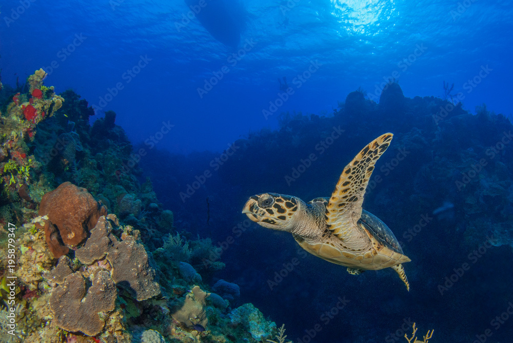 Fototapeta premium A hawksbill turtle is at home on the tropical reef in the Cayman Islands. This creature likes the deep warm blue water that surrounds him in this underwater image