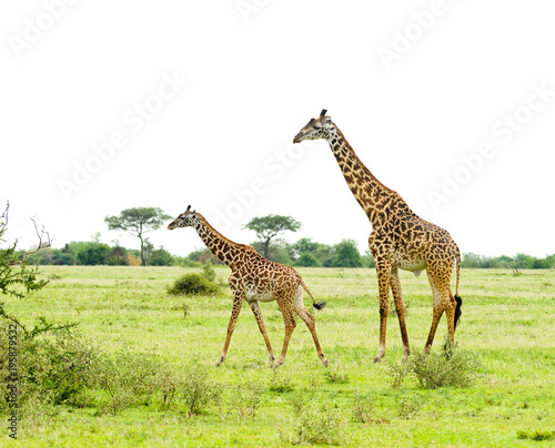 herd of Masai Giraffe (Giraffa camelopardalis tippelskirchi or "Twiga" in Swaheli) image taken on Safari located in the Serengeti National park,Tanzania