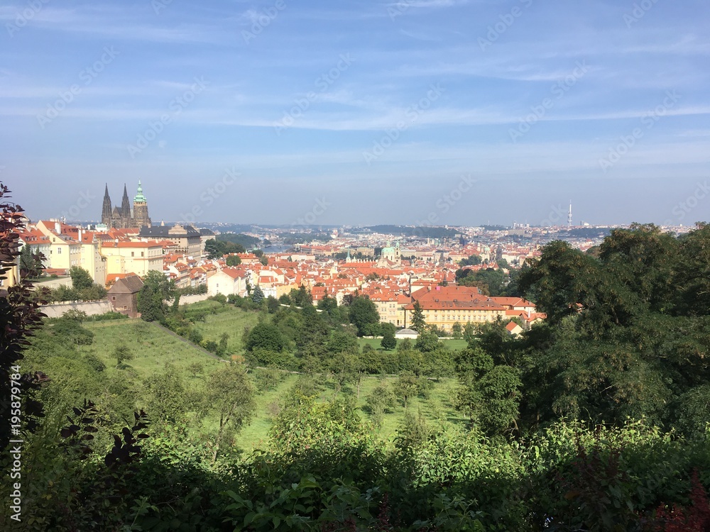 View of Old Town Prague from a vineyard on a hill in Prague, Czech Republic. Looking down a hill from a vineyard. St Vitus Cathedral and Prague Castle in the background, a vineyard in the foreground.
