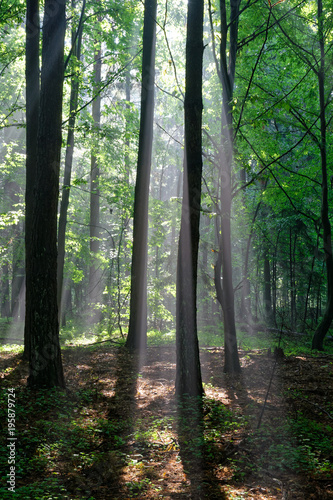 Foggy young forest in morning © Aleksander Bolbot