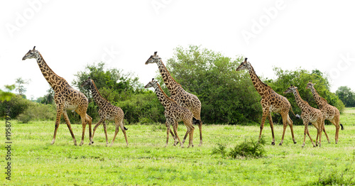 herd of Masai Giraffe (Giraffa camelopardalis tippelskirchi or "Twiga" in Swaheli) image taken on Safari located in the Serengeti National park,Tanzania © Jeffrey Banke