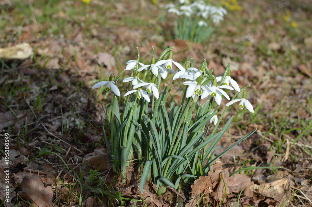 Fototapeta premium Schneeglöckchen